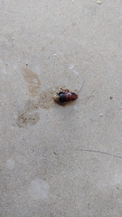 Eurycotis floridana