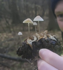 Baeospora