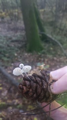 Baeospora