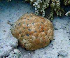 Culcita novaeguineae