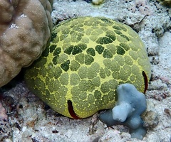 Culcita novaeguineae