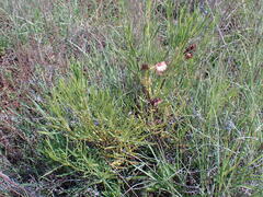 Dodonaea viscosa angustifolia