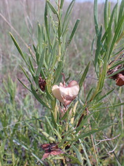 Dodonaea viscosa angustifolia