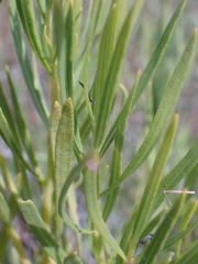 Dodonaea viscosa angustifolia