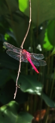 Orthemis discolor