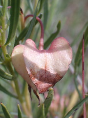 Dodonaea viscosa angustifolia