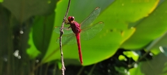 Orthemis discolor