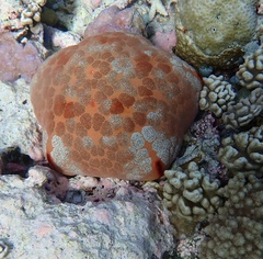 Culcita novaeguineae