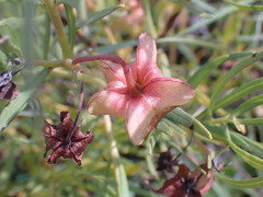 Dodonaea viscosa angustifolia