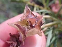 Dodonaea viscosa angustifolia