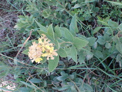 Pearsonia cajanifolia
