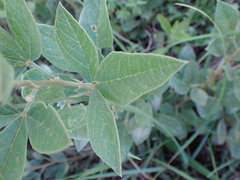 Pearsonia cajanifolia