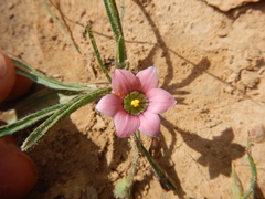 Romulea tetragona
