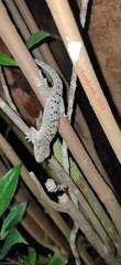 Gekko monarchus
