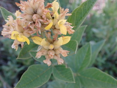 Pearsonia cajanifolia