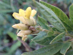 Pearsonia cajanifolia