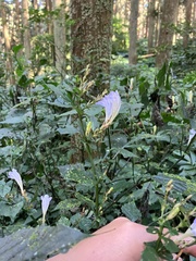 Strobilanthes flexicaulis