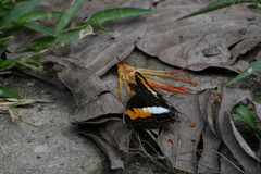 Doxocopa