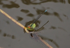 Pseudagrion rubriceps