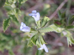Salvia runcinata