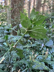 Strobilanthes flexicaulis