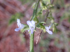 Salvia runcinata
