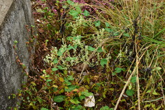 Reynoutria multiflora