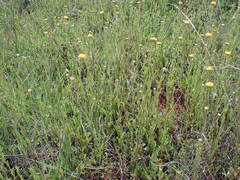 Nidorella podocephala