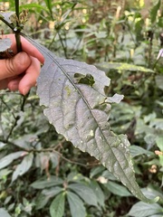Strobilanthes flexicaulis