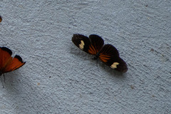 Castilia perilla