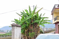 Musa basjoo