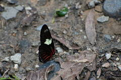 Heliconius doris