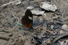 Heliconius