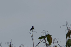 Chelidoptera tenebrosa