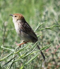 Cisticola tinniens