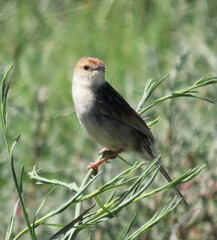 Cisticola tinniens