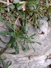 Globularia cordifolia