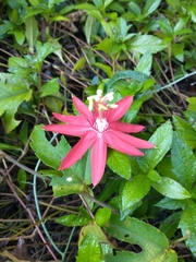Coccinea