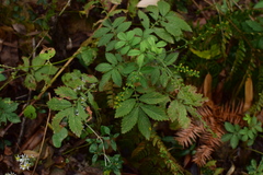 Agrimonia pilosa