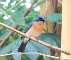 Cyornis tickelliae