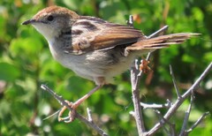 Cisticola tinniens