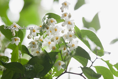 Styrax japonicus