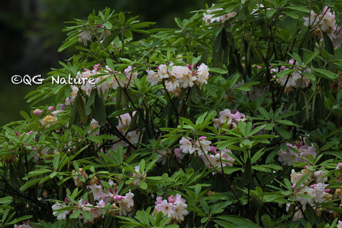 Rhododendron fortunei, photograph 1