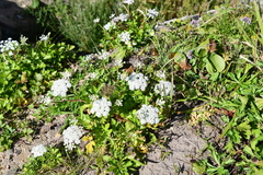 Kitagawia litoralis
