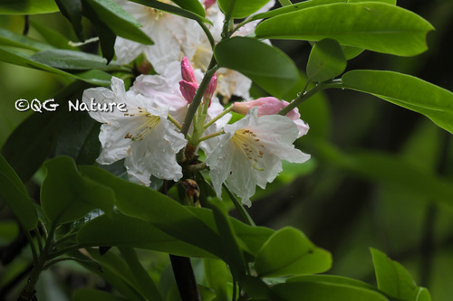 Rhododendron fortunei