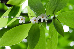 Styrax japonicus