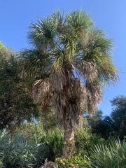 Sabal palmetto