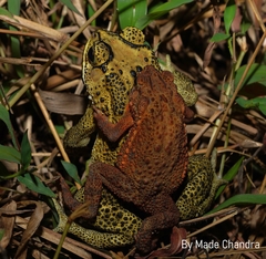 Ingerophrynus biporcatus