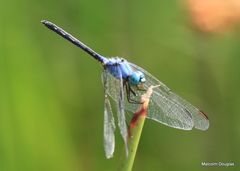 Trithemis stictica