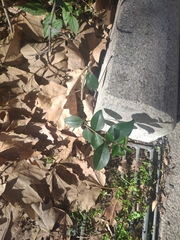 Ligustrum japonicum